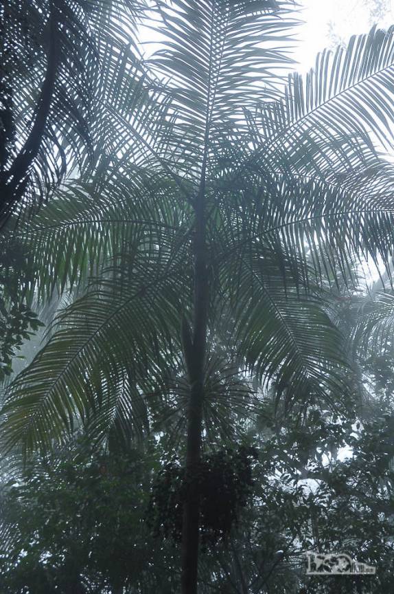 Muitas palemiras formam o chamado sub-bosque, sob a copa de árvores maiores, na parte baixa do Parque Nacional da Serra dos Órgãos, no Rio de Janeiro, portaria de Teresópolis
